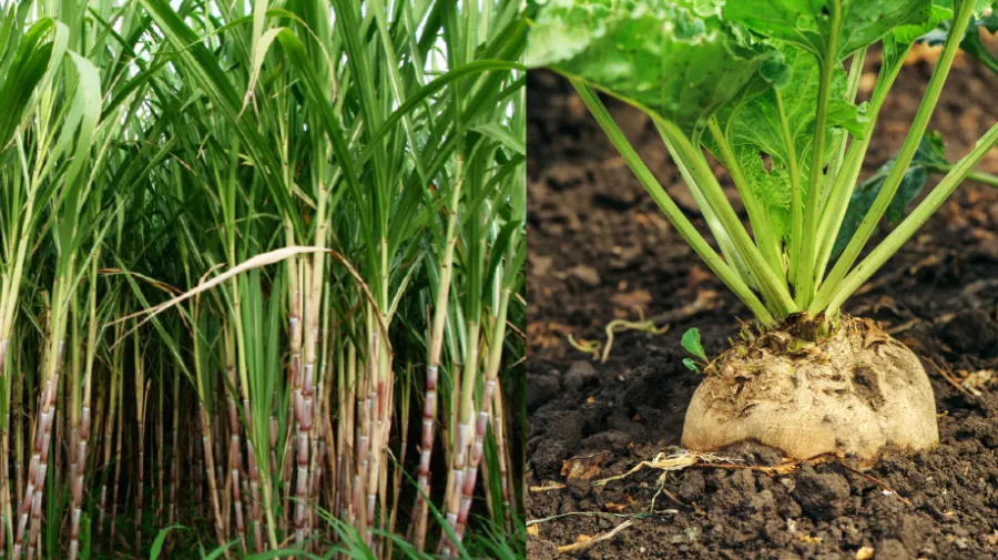 Sugar cane and beet
